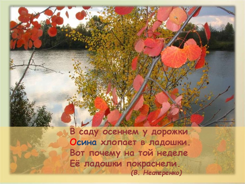 На той неделе. В саду осеннем у дорожки осина хлопает. В саду осеннем у дорожки. В саду осеннем у дорожки осина хлопает в ладошки вот. Стих про осину для детей.