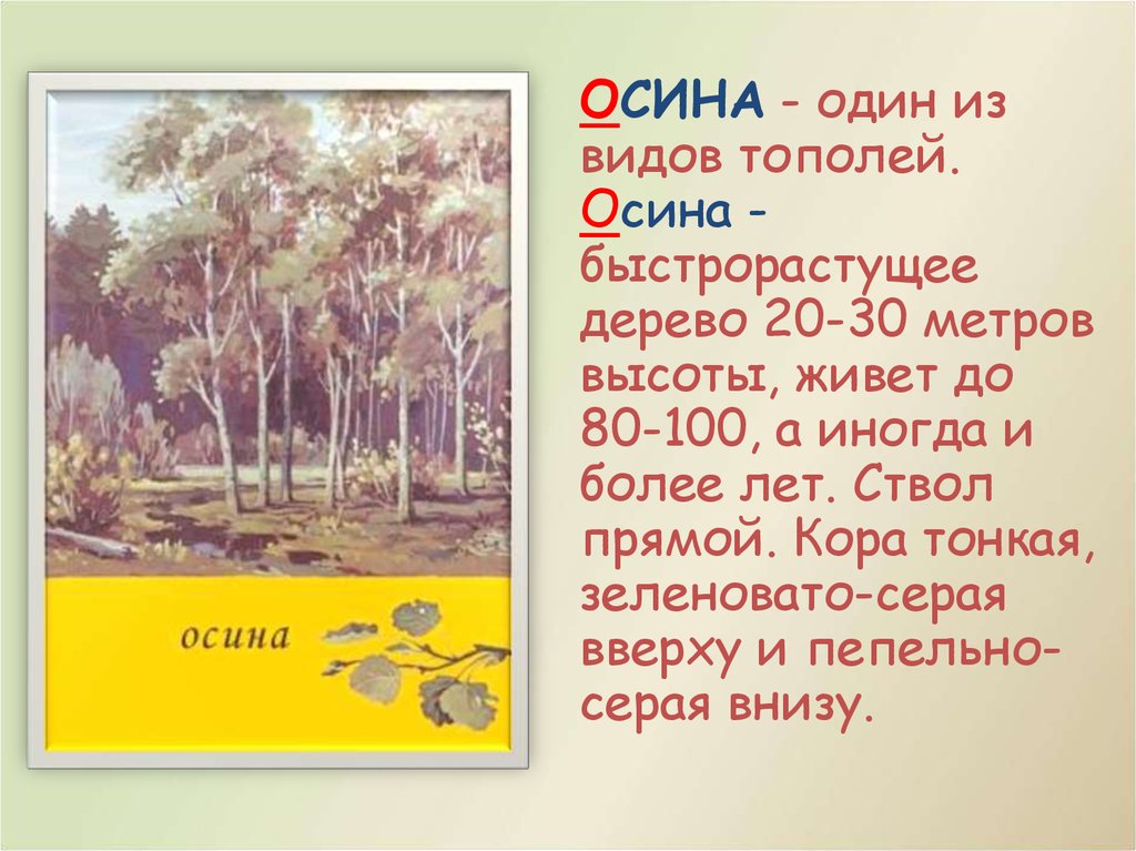 Никто не пугает а дрожит. Словарное слово осина. Осина словарное слово 2 класс. Предложение про осину. Высота осина в метрах.