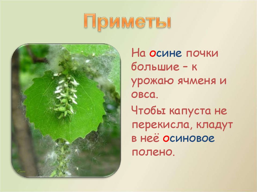 Никто не пугает а вся. Осина суеверия. Народные приметы об осине. Народные приметы про лист осины. Особые приметы осины.