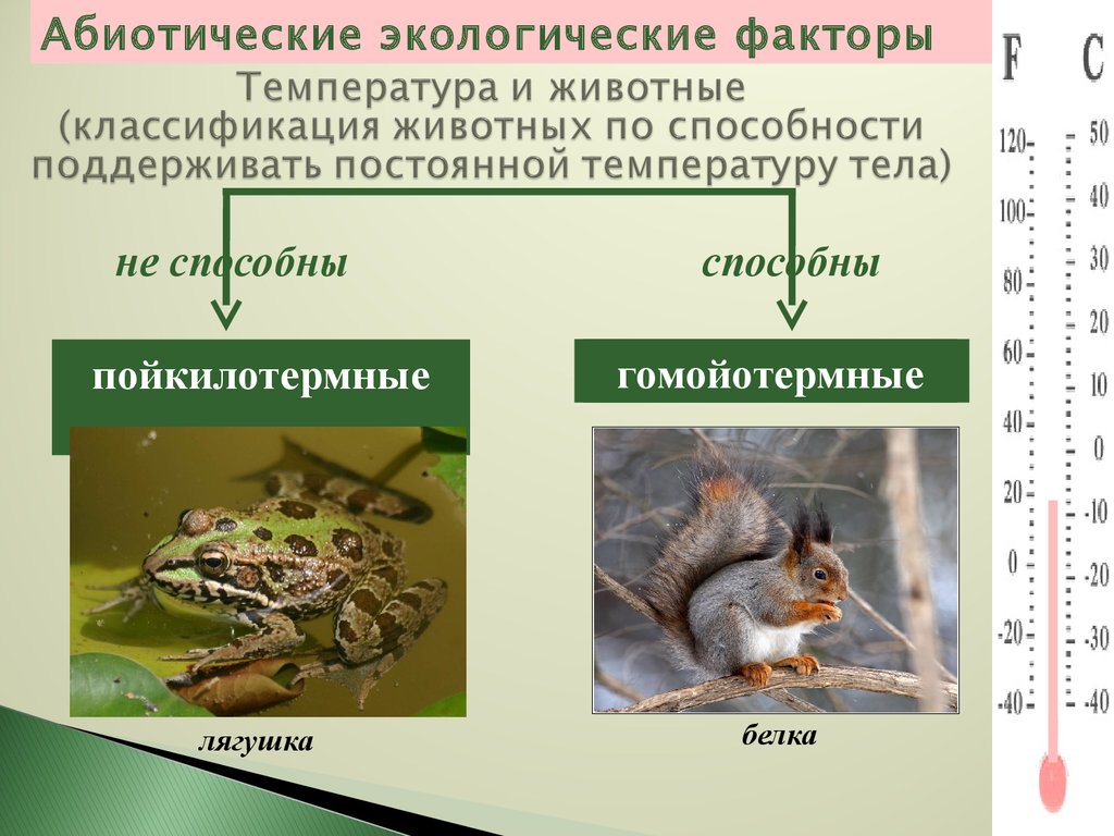 Приспособления организмов к влиянию экологических факторов. Экологические факторы. Абиотические экологические факторы. Экологические группы животных. Экологические факторы взаимоотношения животных.