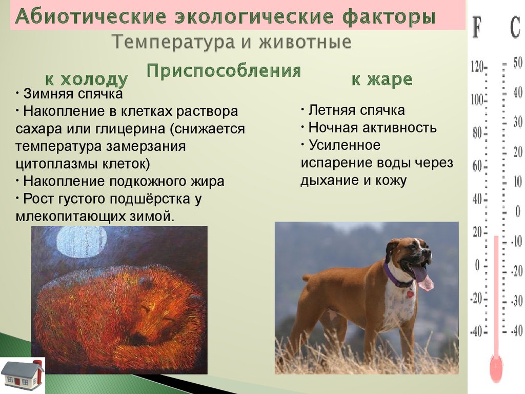 Собака жившая морфологический. Абиотические факторы. Экологические факторы. Температура как экологический фактор. Приспособление организмов к абиотическим факторам.