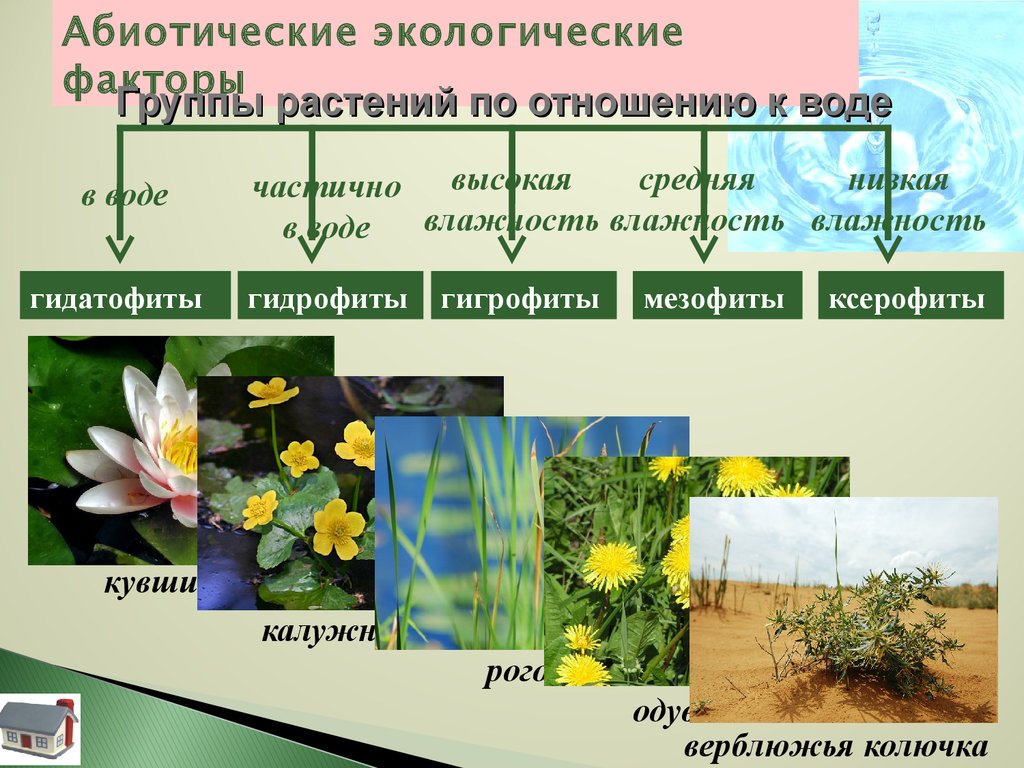Распределите предложенные растения по группам в зависимости. Суккуленты мезофиты гигрофиты гидрофиты. Растения мезофиты ксерофиты гигрофиты. Гидрофиты гигрофиты мезофиты и ксерофиты. Гидатофиты гидрофиты гигрофиты мезофиты ксерофиты таблица.