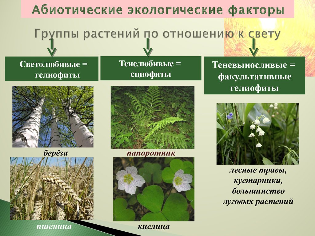 Абиотические факторы группы растений. Растения гелиофиты. Светолюбивые гелиофиты. Факультативные гелиофиты (теневыносливые. Светолюбивые тенелюбивые теневыносливые растения.