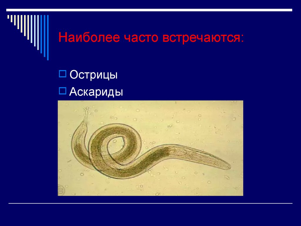 К какому типу животных относят аскариду. Острица детская Enterobius vermicularis. Острицы аскариды энтеробиоз.