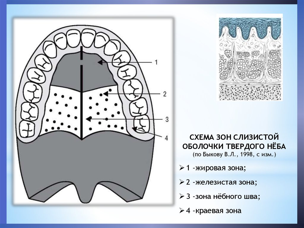 Небо схема. Строение слизистой оболочки твердого неба. Схема зон слизистой оболочки твердого неба. Жировая зона твердого неба.