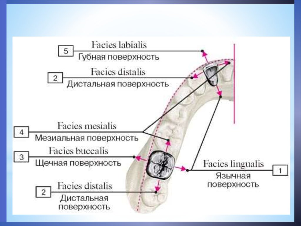 Поверхности зубов в стоматологии схема