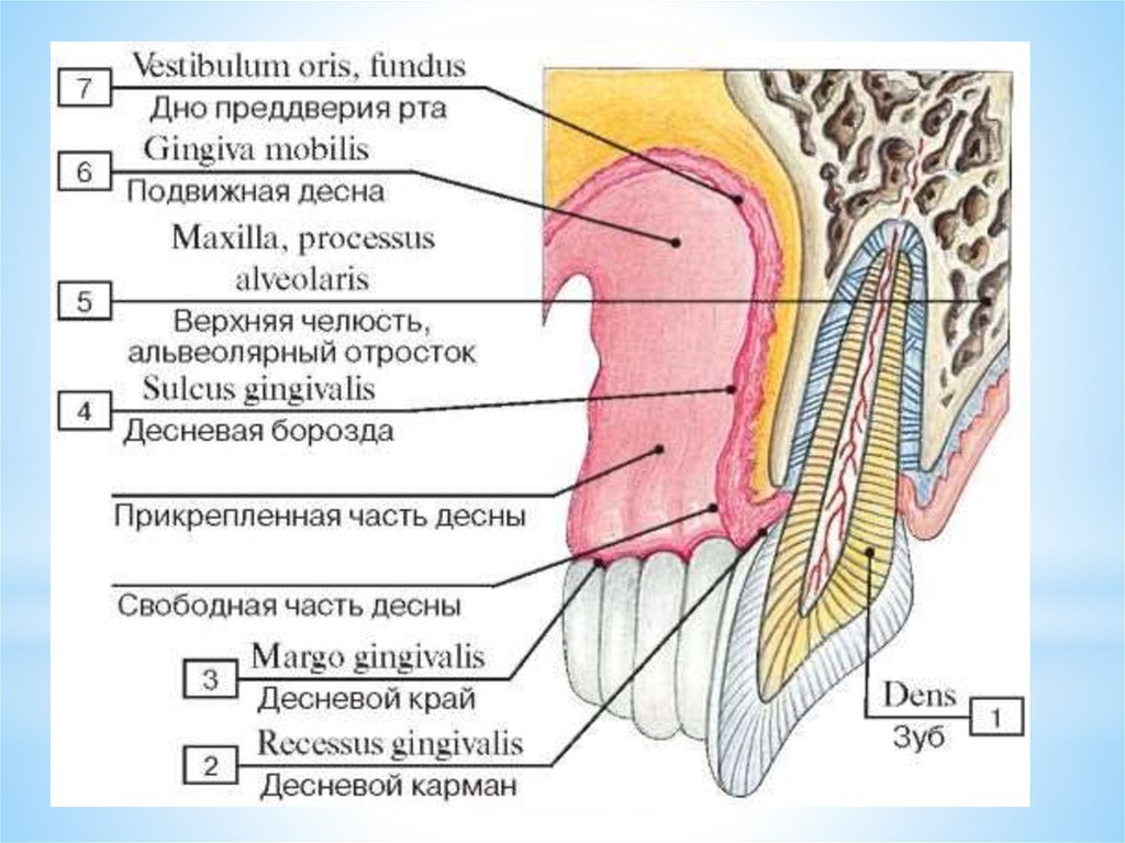 Зубной на латыни. Строение зуба человека надкостница. Альвеолярная слизистая оболочка. Строение слизистой оболочки десны. Строение зуба и десны человека.