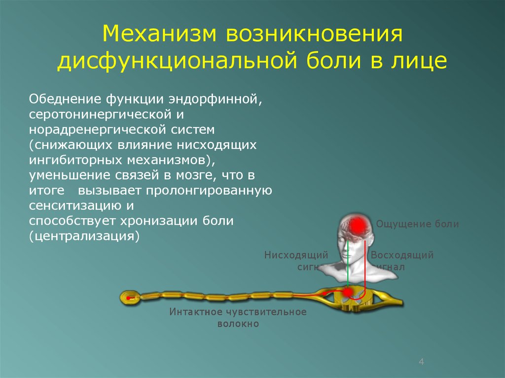 Объясните механизм возникновения. Механизм возникновения болевых ощущений. Механизм возникновения лицевой боли. Дисфункциональные боли. Дисфункциональная боль неврология.