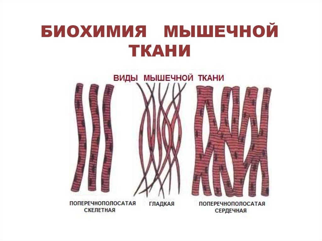 Биохимия мышечная. Биохимические функции мышечной ткани. Скелетная мышечная ткань биохимия. Строение мышечной ткани биохимия. Строение мышечного волокна биохимия.