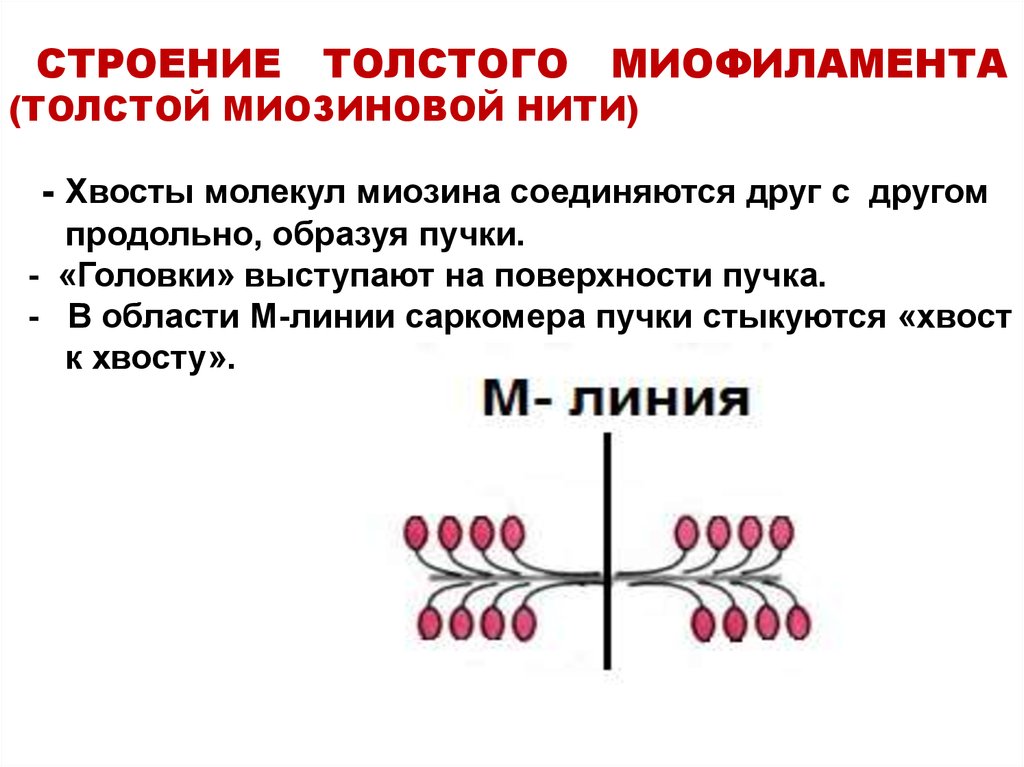 Биохимия мышечной ткани презентация