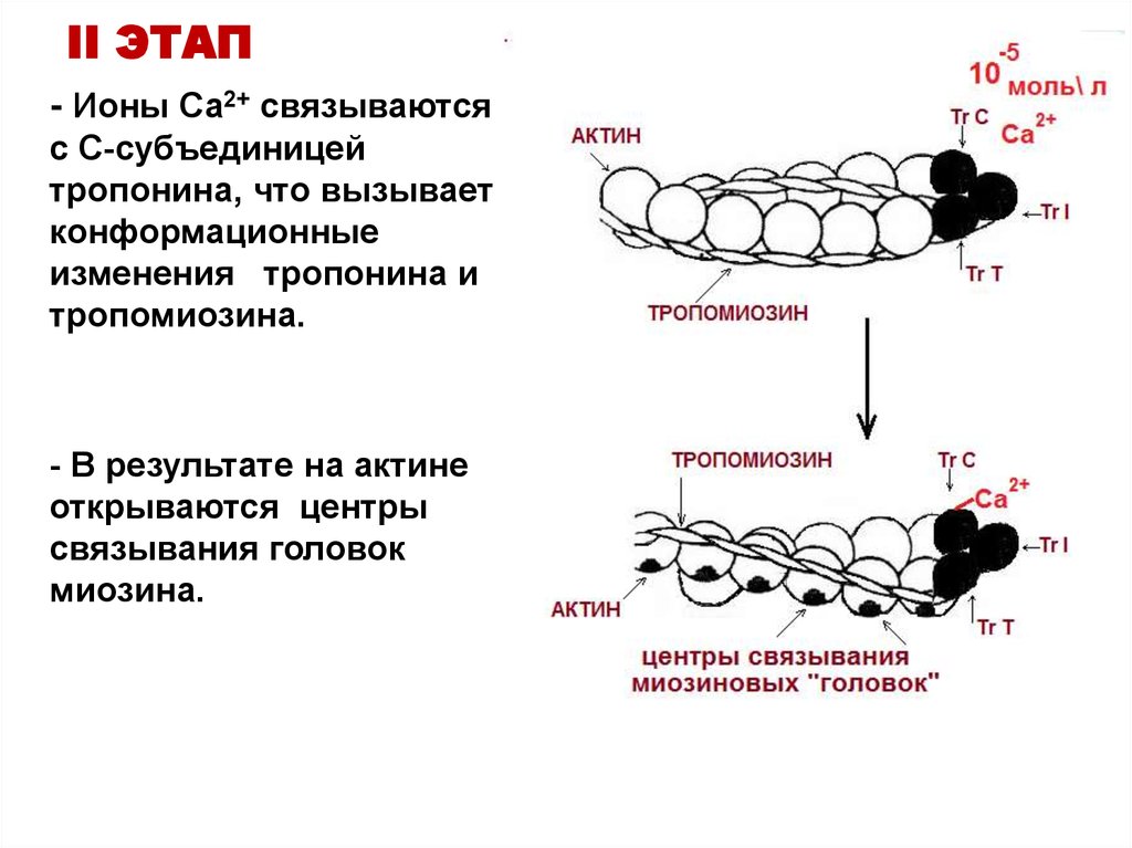 Ii этап. Строение актина биохимия. Субъединицы тропонина. Актин и тропонин. Тропомиозин актин.