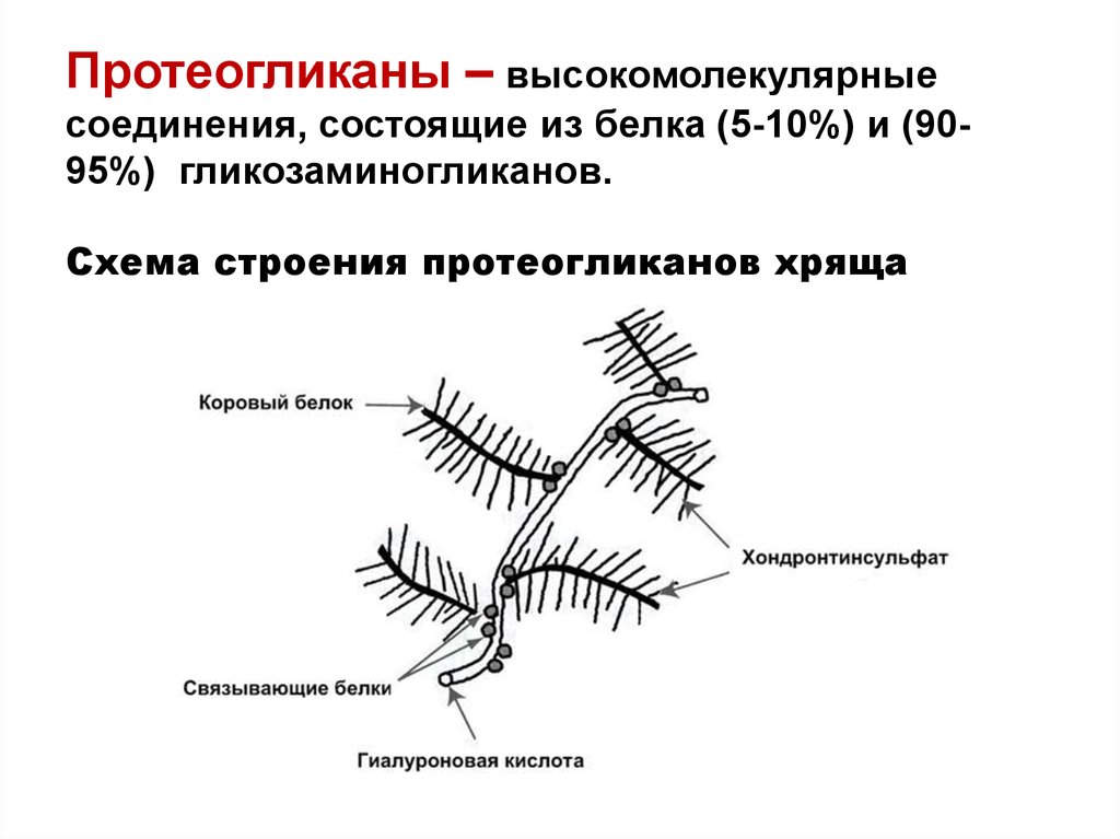 Схема катаболизма гликозаминогликанов