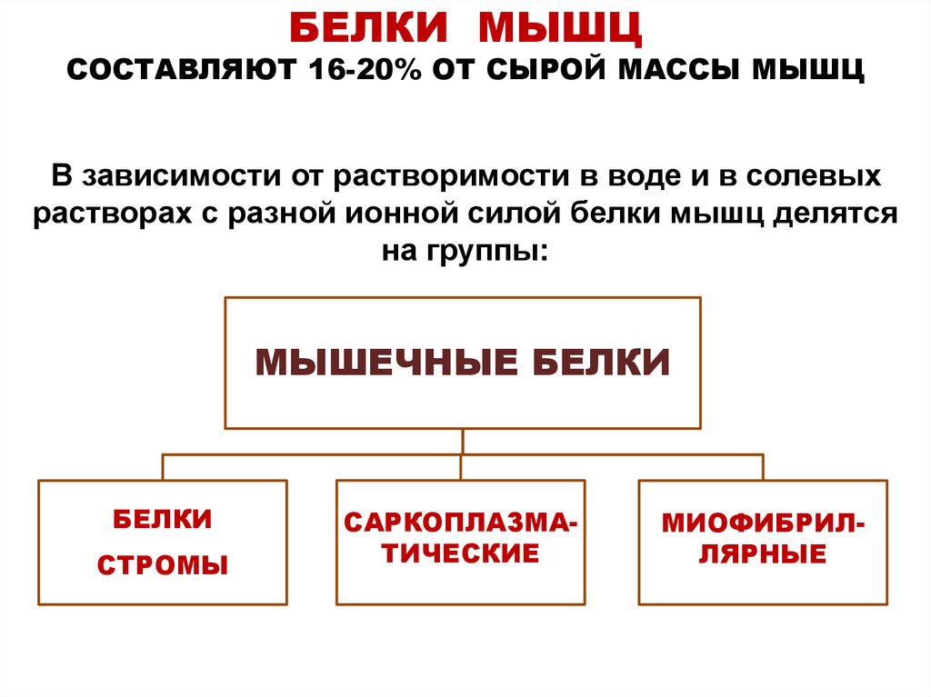 Мышечный белок. Основные белки мышечной ткани. Белки содержащиеся в мышечной ткани. Белки в составе мышц. Белки стромы мышечной ткани биохимия.