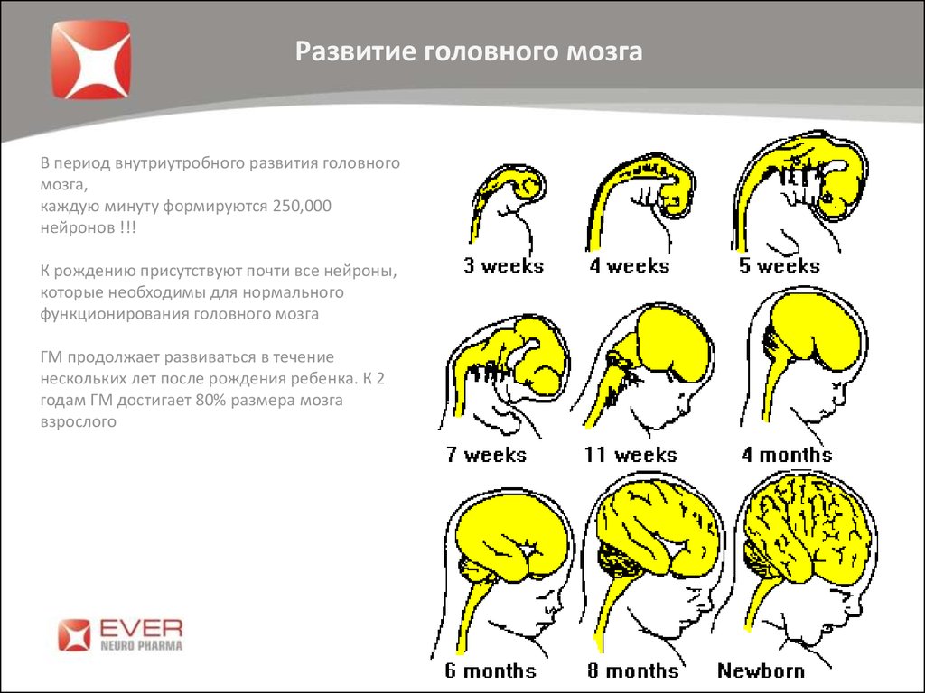 Особенности головного мозга ребенка. Схему развития головного мозга человека. Изобразите схему развития головного мозга человека. Этапы развития головного мозга анатомия. Развитие головного мозга фронтальный разрез.