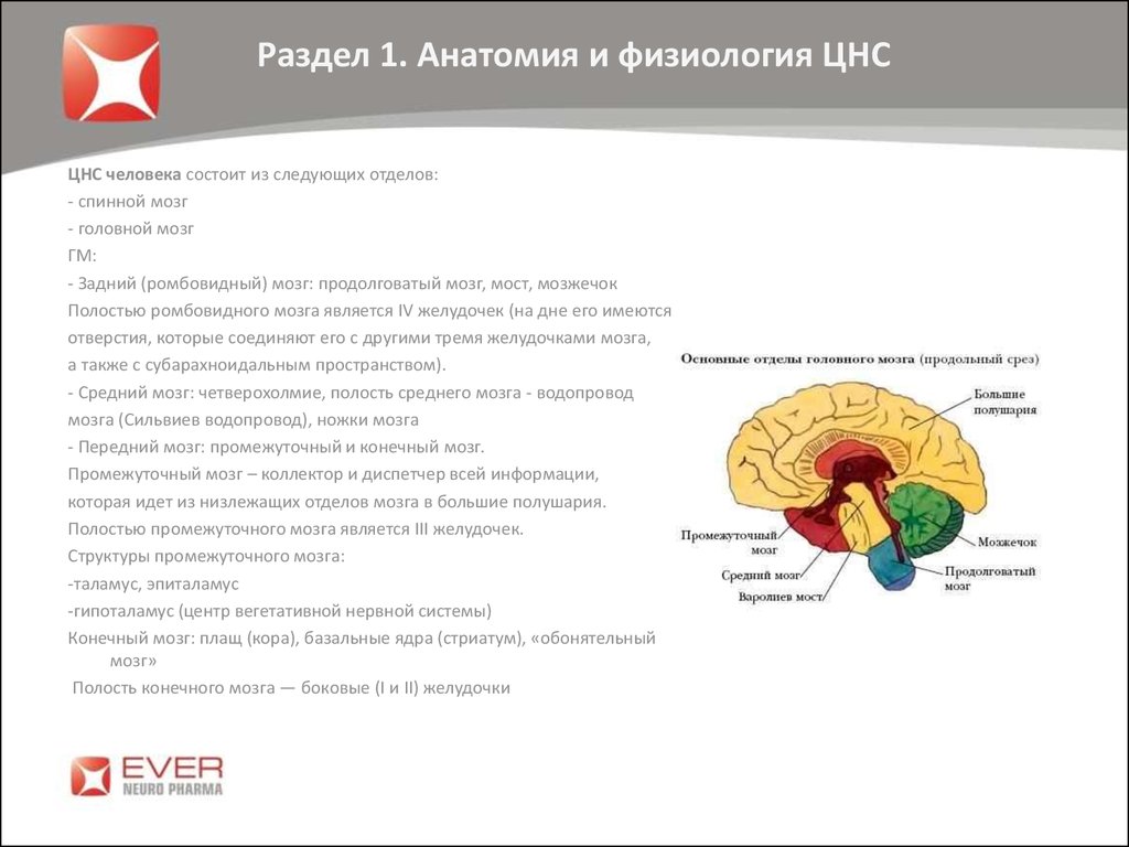 Физиология мозга. Анатомияи физиология НС. Анатомияифизиллогия ЦНС. Анатомия и физиология ПНС. Анатомия и физиология ц н с.