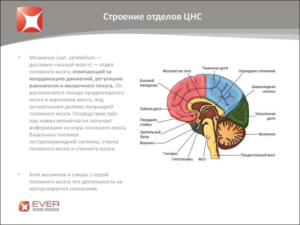 Тест мозжечок. ЦНС головной мозг строение. Отделы головного мозга анатомия мозжечок. Отдел мозга мозжечок отвечающий за координацию движений. Строение головного мозга анатомия ЦНС.