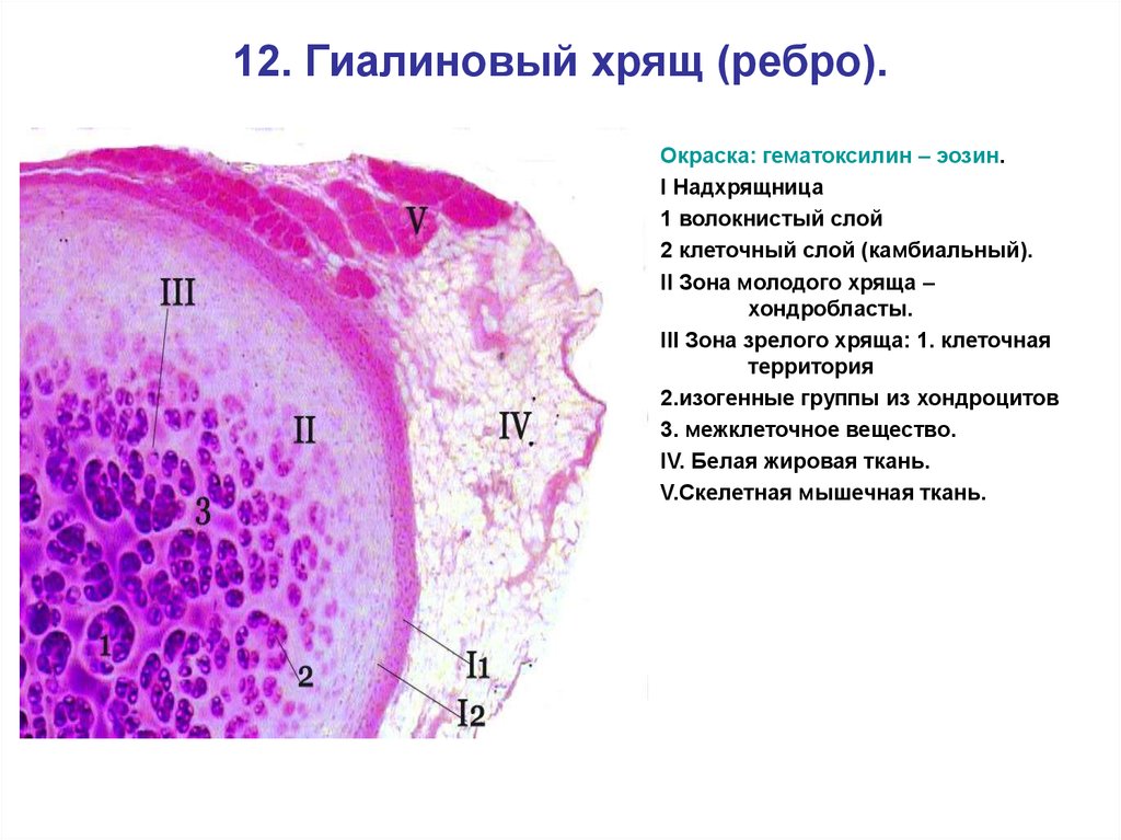 Гиалиновый хрящ рисунок