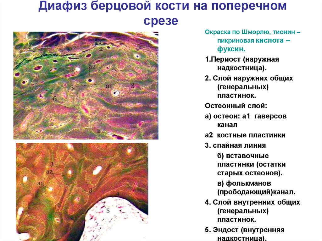 Презентация костная ткань гистология