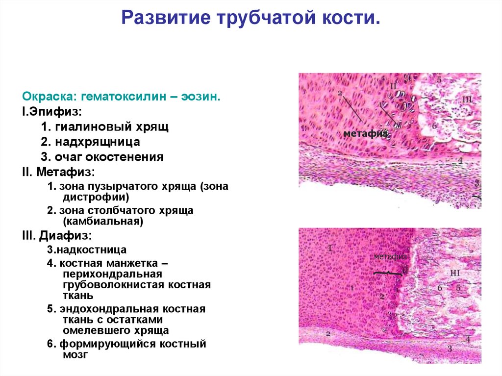 Развитие кости на месте хряща гистология рисунок