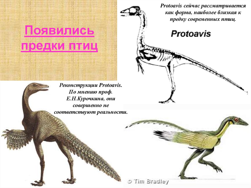 Откуда появились птицы. Протоавис предок птиц. Протоавис и Археоптерикс. Предки современных птиц. Предками современных птиц являются.