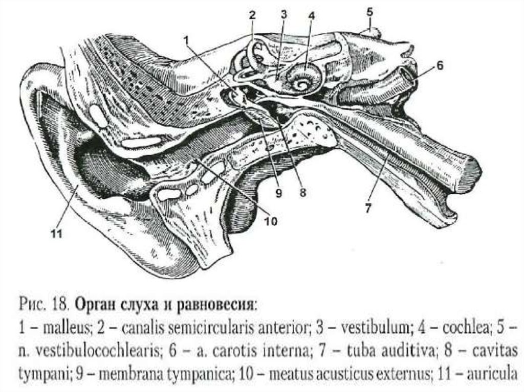 Схема строения преддверно улиткового органа