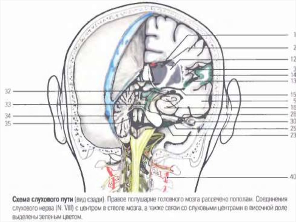 Нервы в ухе схема