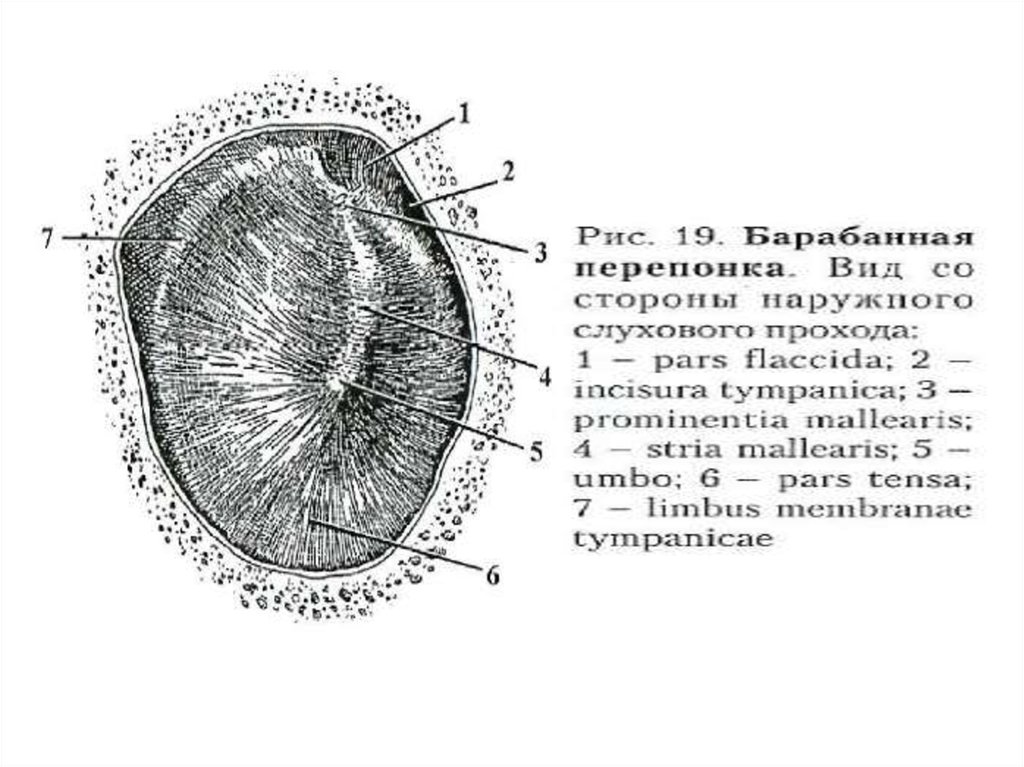 Квадранты барабанной перепонки рисунок