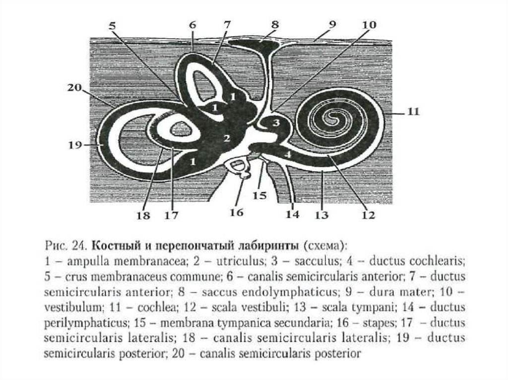 Схема строения костного и перепончатого лабиринтов