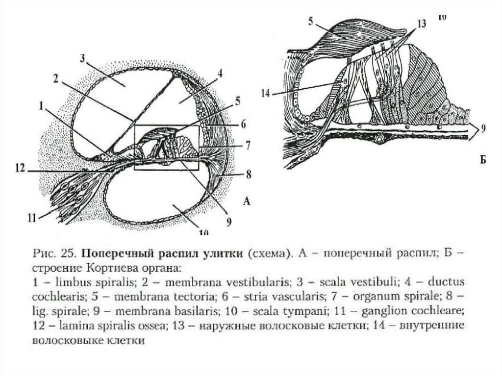 Схема поперечного среза улитки