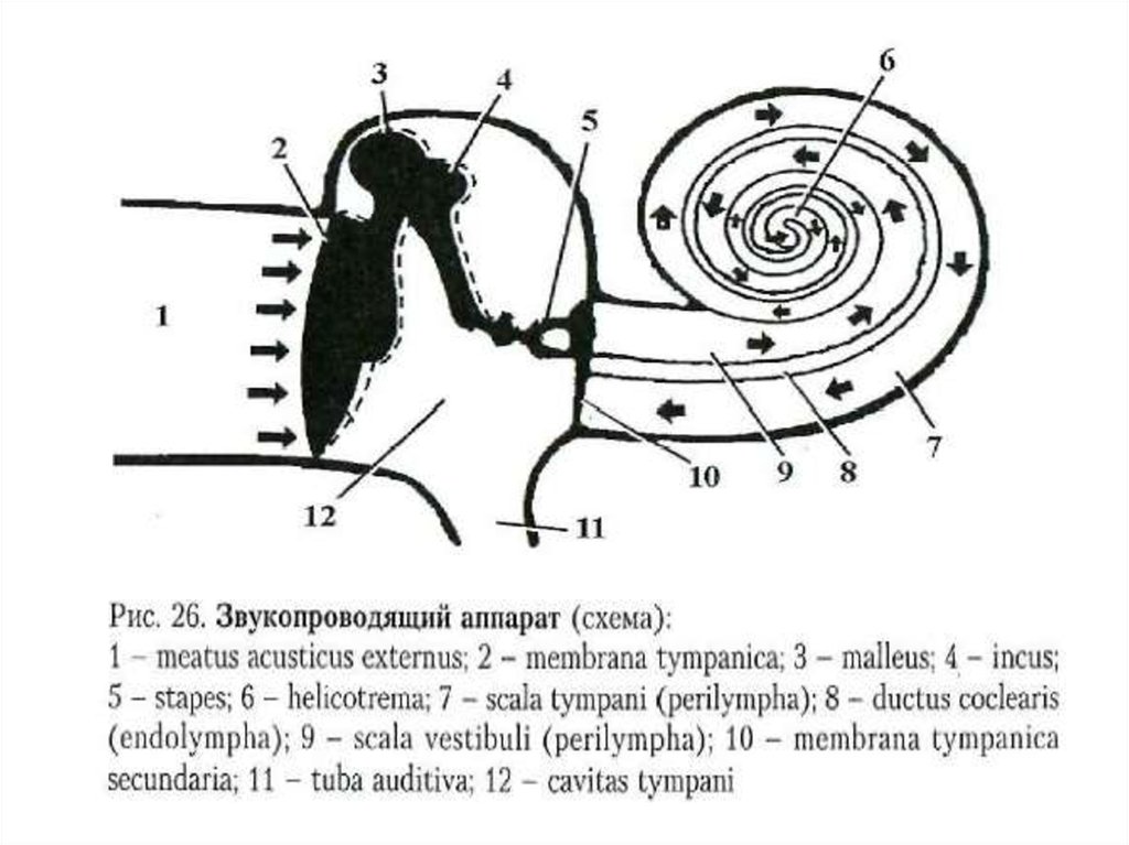 На рисунке изображена схема органа слуха