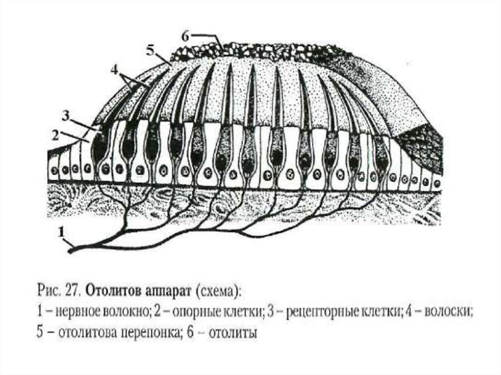 Схема строения ампулярного гребешка