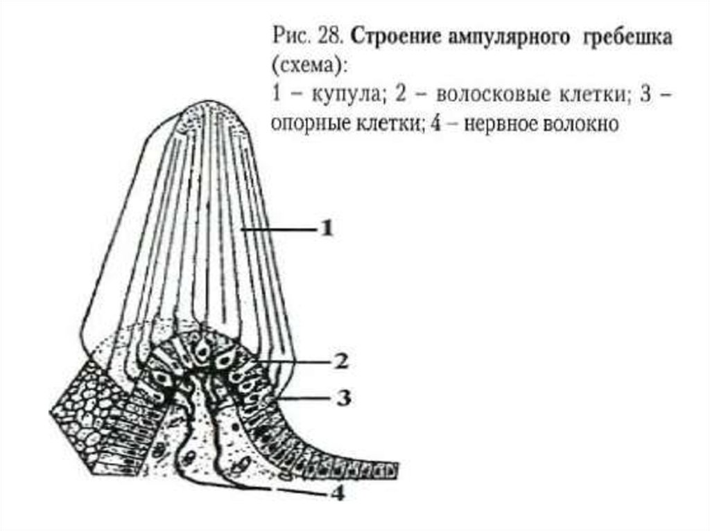 Схема строения какого. Строение рецепторов ампулы схема. Ампулярные гребешки схема. Строение слухового гребешка гистология. Ампулярный гребешок вестибулярного аппарата схема.