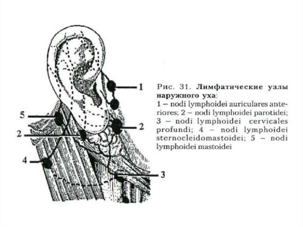 Лимфоузлы возле ушей схема