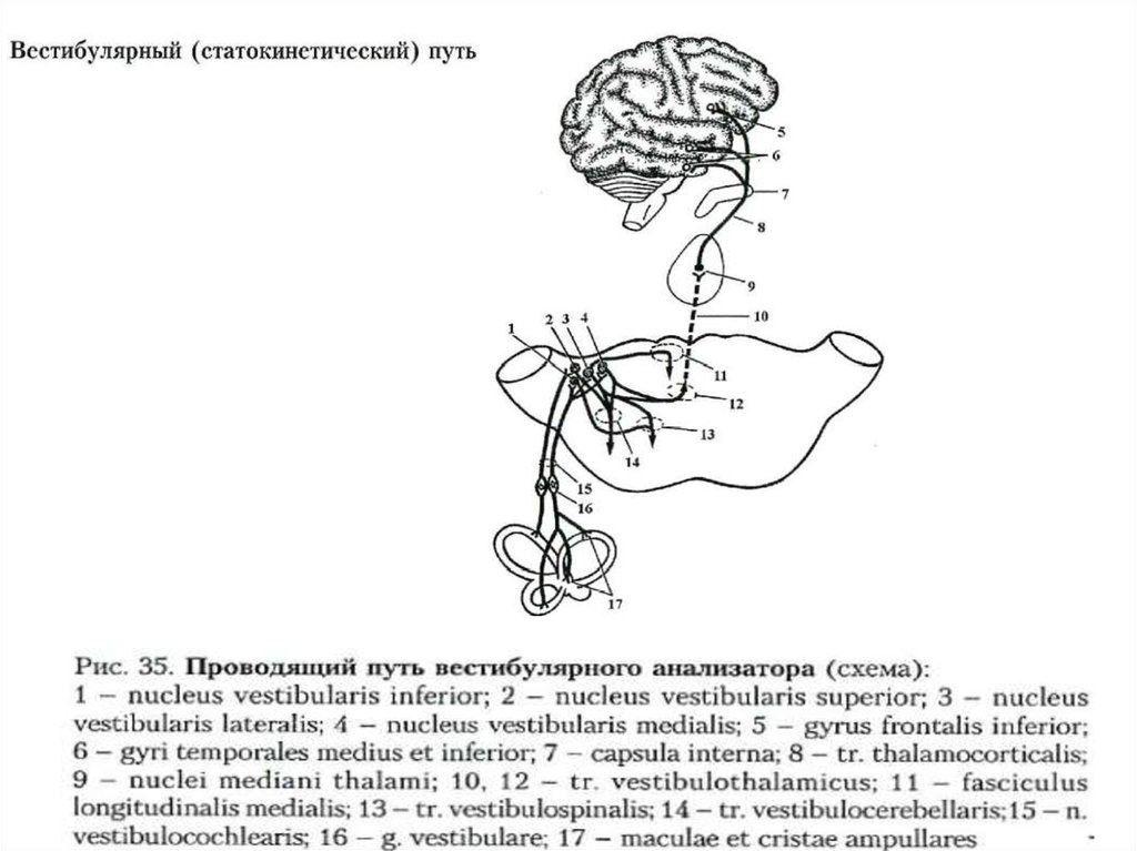 Схема строения вестибулярного анализатора