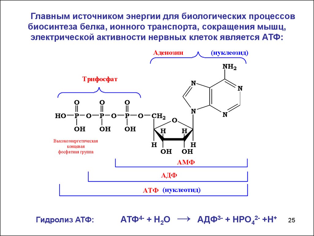 Атф является белком. Приведите схему ферментативного гидролиза АТФ.. Гидролиз АТФ до АДФ. Схема гидролиза АТФ В организме. Реакция гидролиза АТФ формула.
