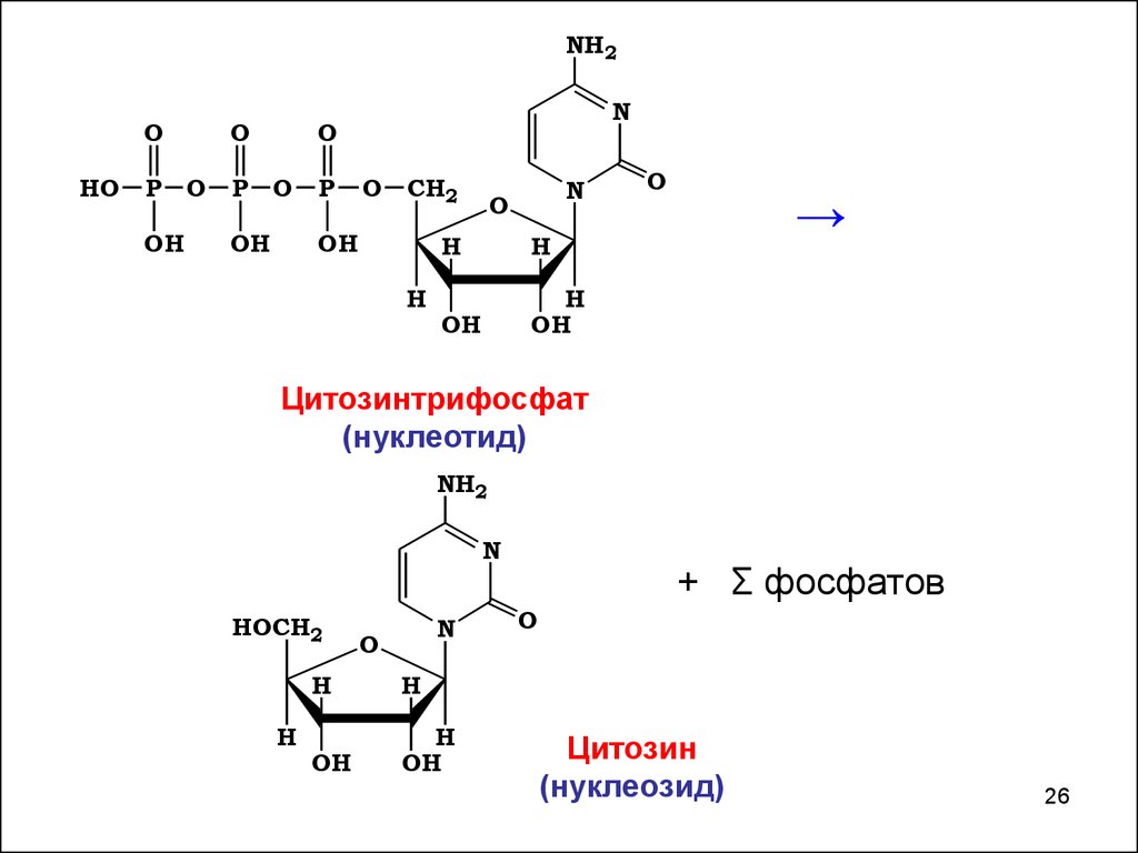 Схема образования 5 цмф