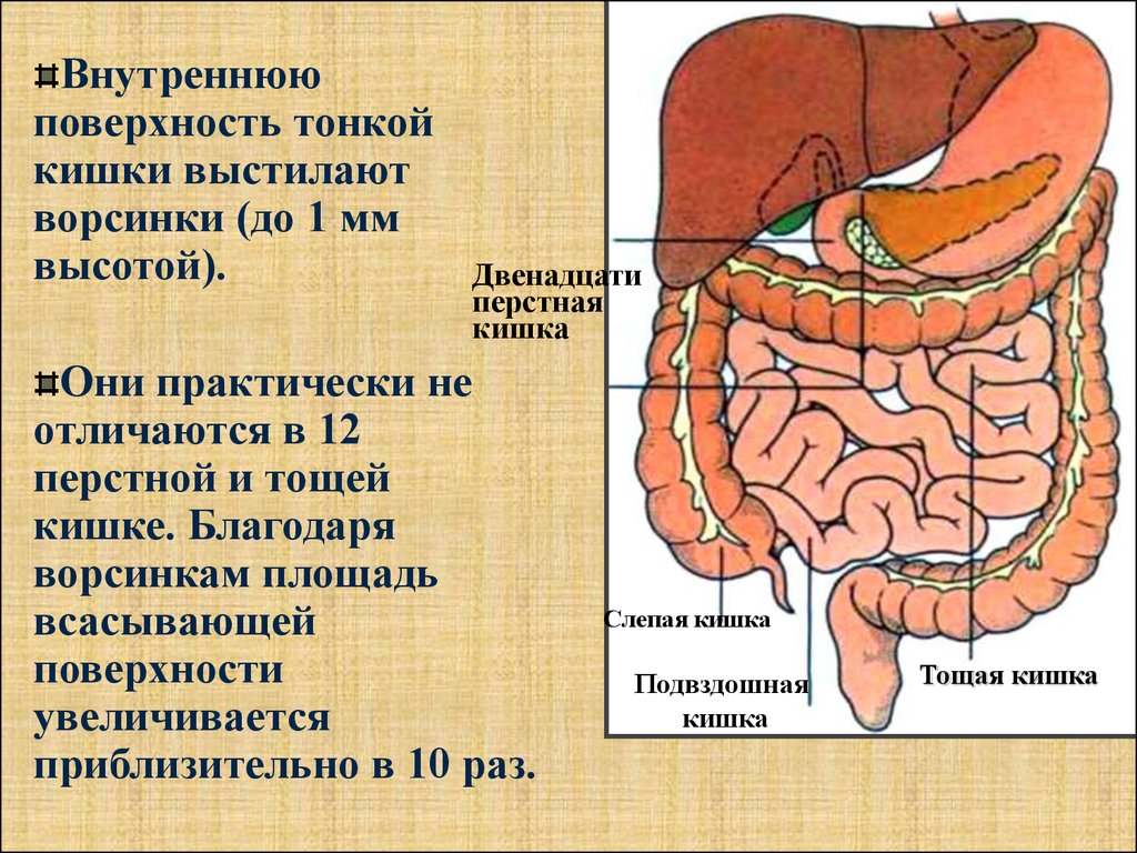 Внутренняя поверхность кишечника. 12 Перстная кишка это тонкий кишечник. Отделы 12 ти перстной кишки. Анатомию кешки 12 перстная. 12 Перстная кишка анатомия человека.