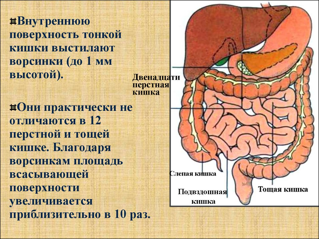 Работа 12 перстной кишки