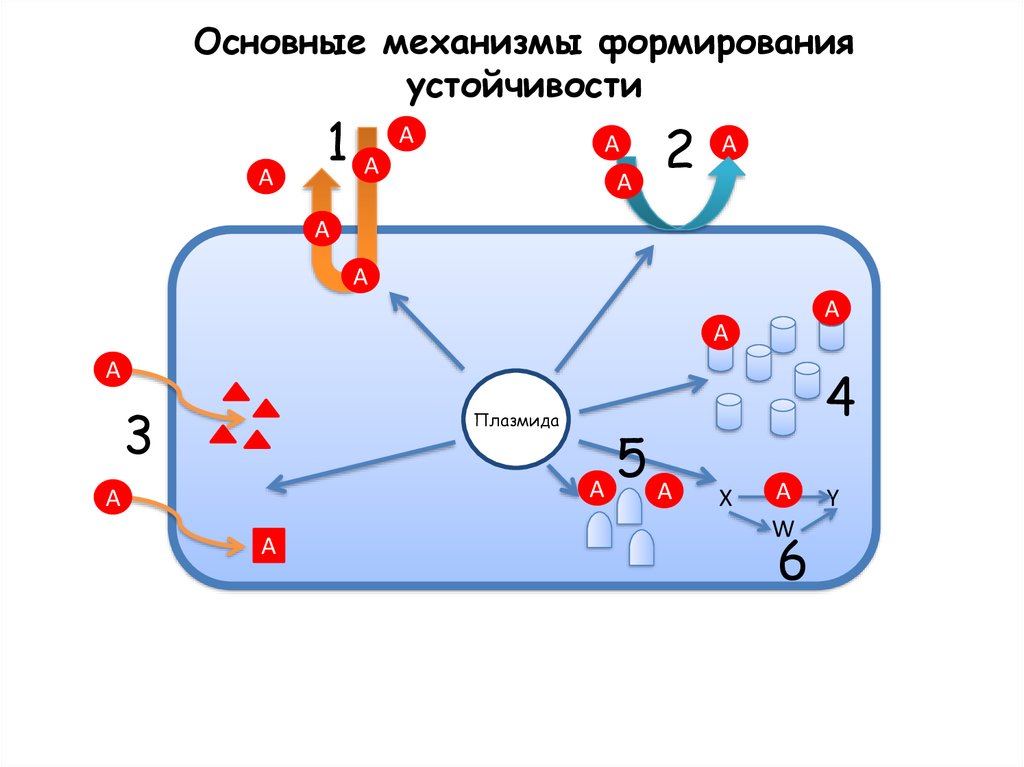 Основной механизм действия