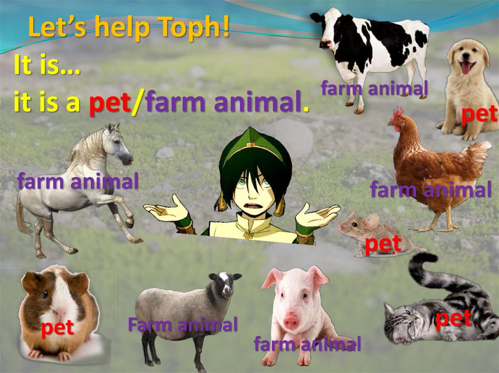 Let’s help Toph! It is… it is a pet/farm animal.