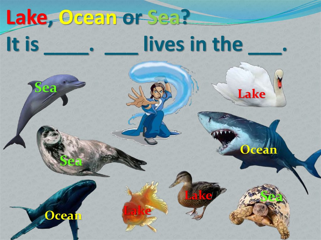Lake, Ocean or Sea? It is ____. ___ lives in the ___.