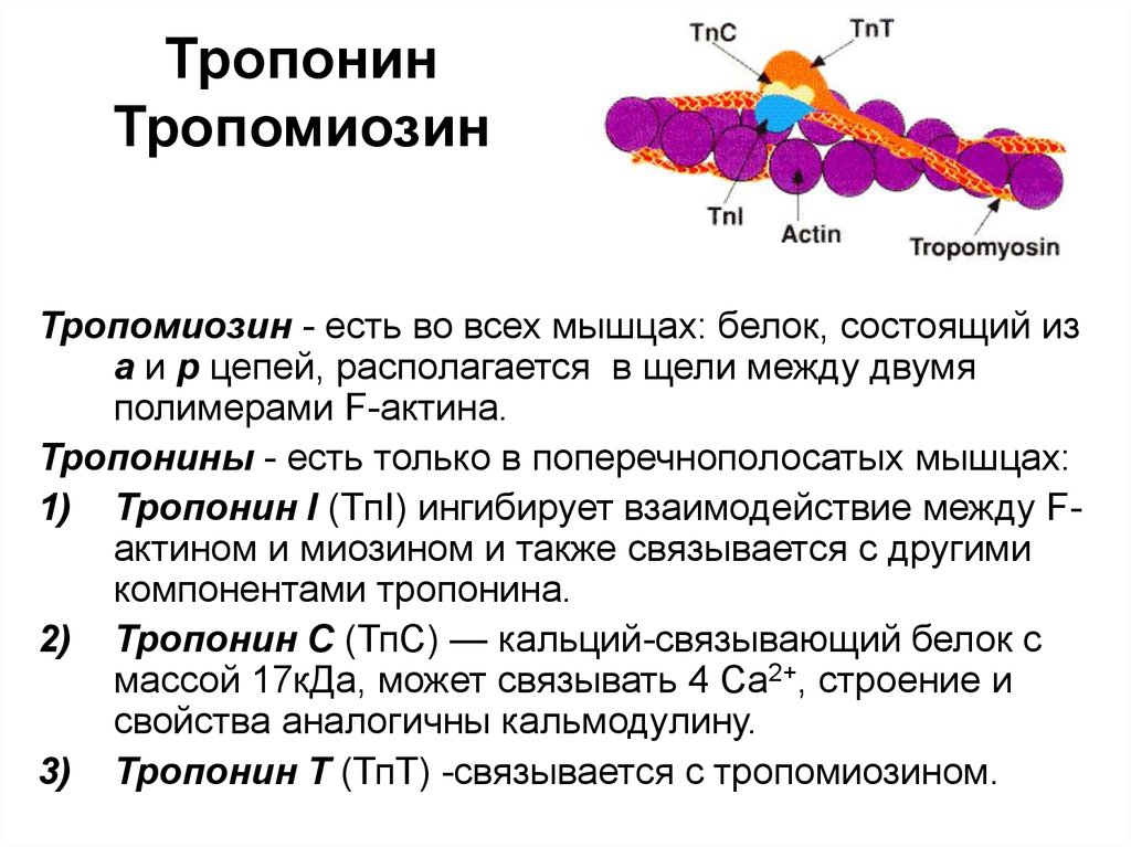 Тропонин анализ цена. Строение тропомиозина биохимия. Тропонин функции биохимия. Структура актина биохимия. Тропонин и тропомиозин функции.