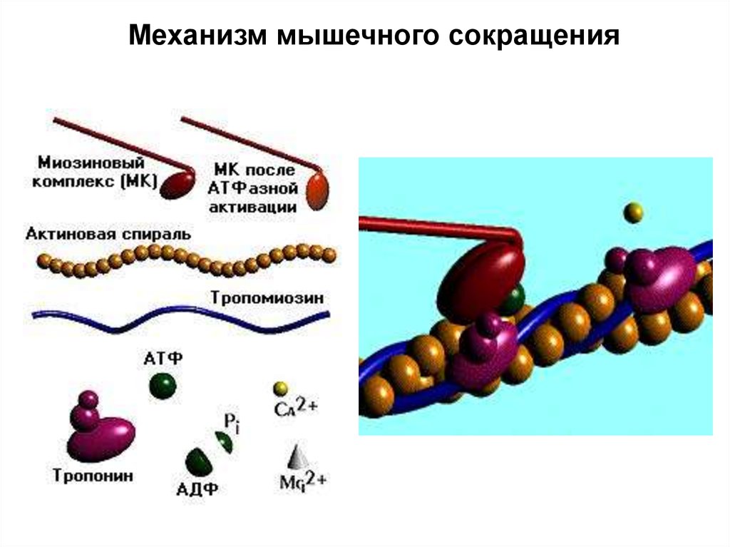 Механизм снижения. Механизм сокращения мышц биохимия. Механизм сокращения скелетных мышц биохимия. Последовательно опишите механизм мышечного сокращения.. Механизм мышечного сокращения схема.