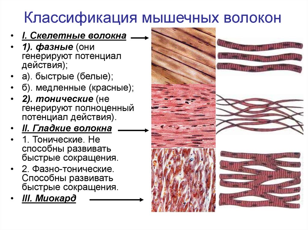 Основные мышечные ткани