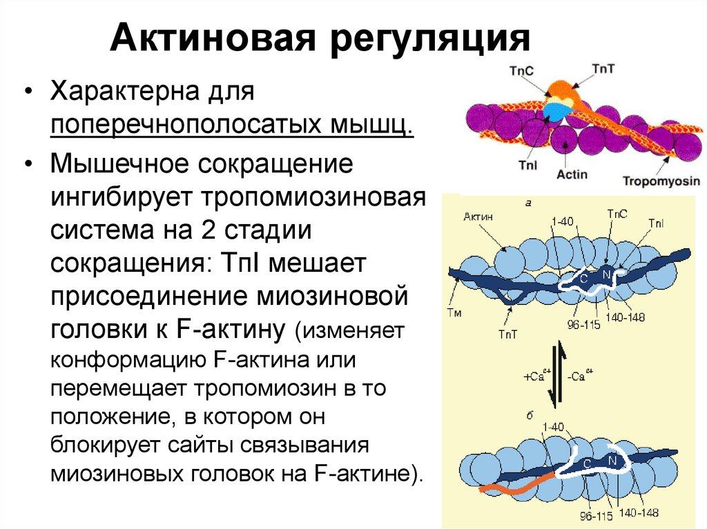 Сокращение поперечно полосатой мускулатуры. Регуляция сокращения поперечно-полосатых мышц. Актиновая регуляция мышечных сокращений. Регуляция сокращения поперечно-полосатых мышц биохимия. Актиновая и миозиновая регуляция процессов сокращения.