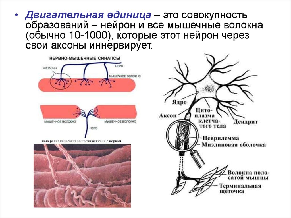 Двигательный биология. Двигательная единица скелетных мышц. Двигательная единица мышцы схема. Схема двигательной единицы физиология. Двигательная единица это физиология.