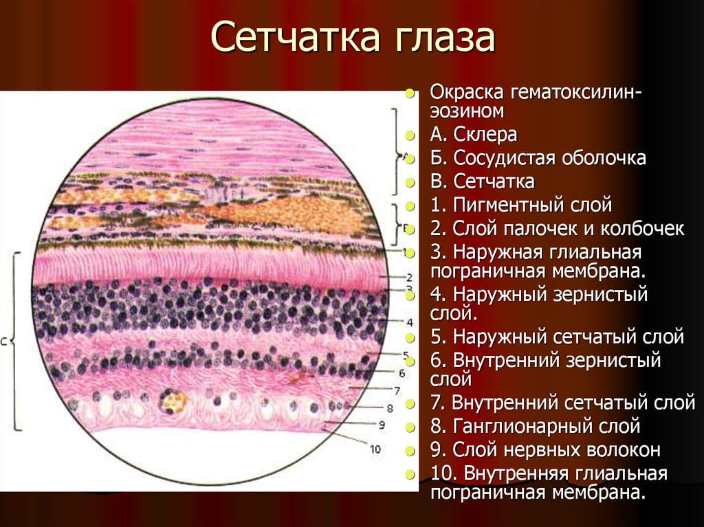 Эпителий сетчатки. Сетчатая оболочка глаза гематоксилин эозин. Пигментный эпителий сетчатки глаза. Наружная Пограничная мембрана сетчатки гистология. Задняя стенка глаза окраска гематоксилин-эозином.