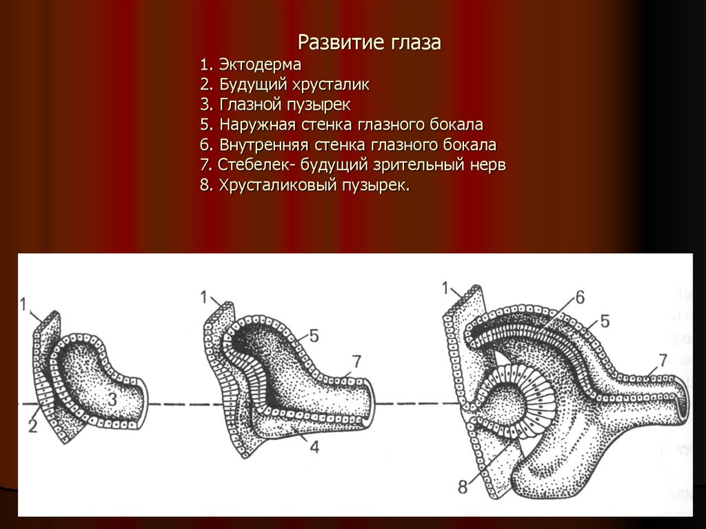 Развитие глаза. Источники развития глаза гистология. Формирование глаза в эмбриогенезе. Этапы развития глаза. Эмбриональное развитие глаза.