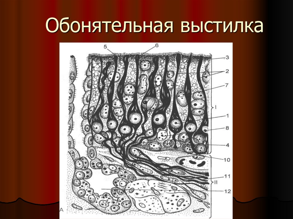 1 схема ультрамикроскопического строения основной обонятельной области