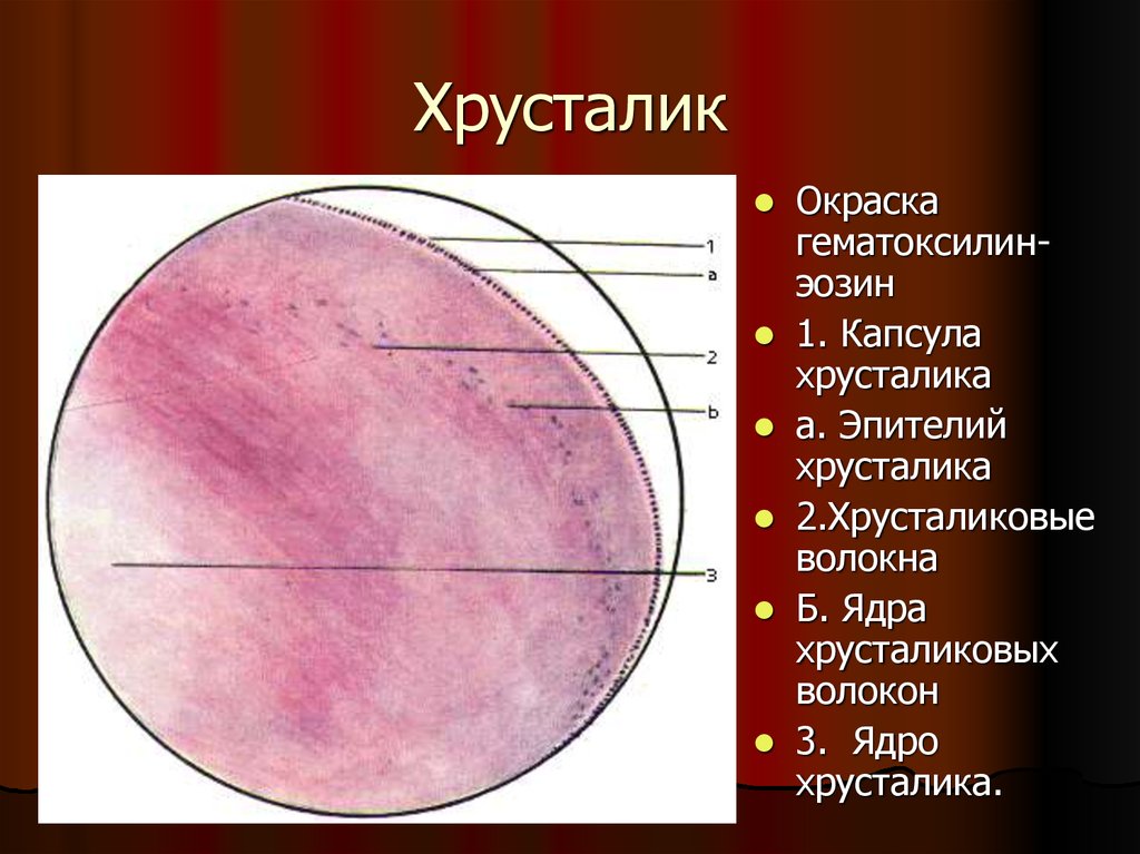 Схема строения хрусталика гистология